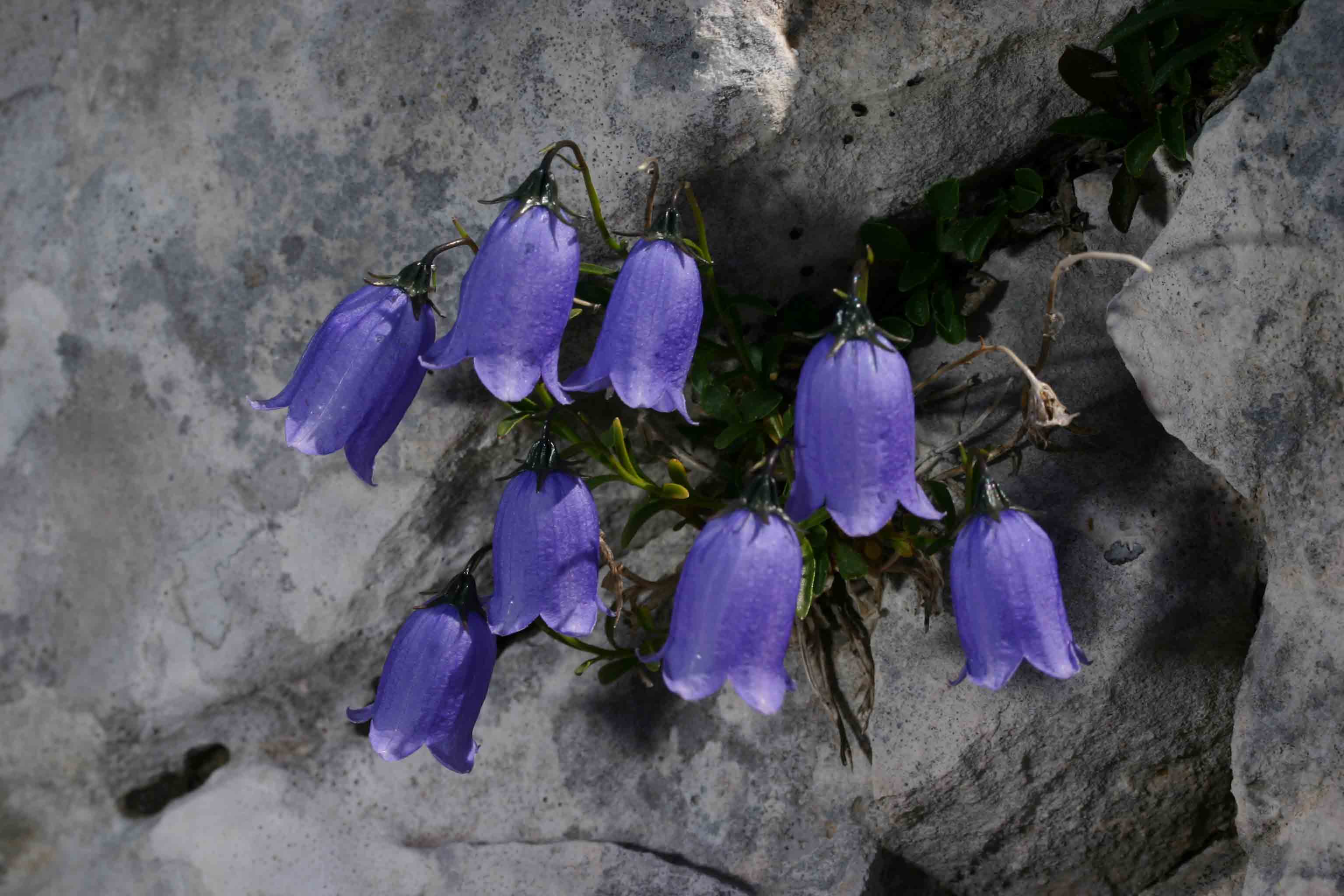 Gran Sasso Campanula cochlearifolia